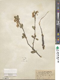 Prunus emarginata image