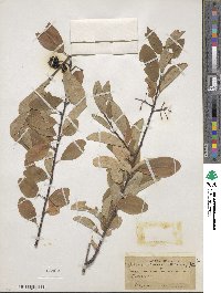 Prunus emarginata image