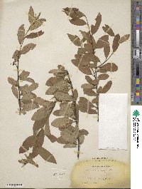 Prunus emarginata image