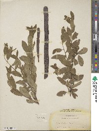 Prunus emarginata image