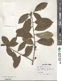 Prunus emarginata image