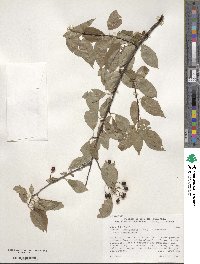 Prunus emarginata image