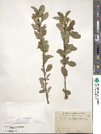 Prunus emarginata image