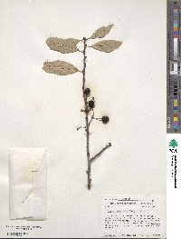 Prunus emarginata image