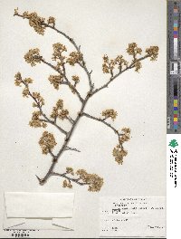 Prunus emarginata image