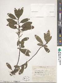 Prunus emarginata image