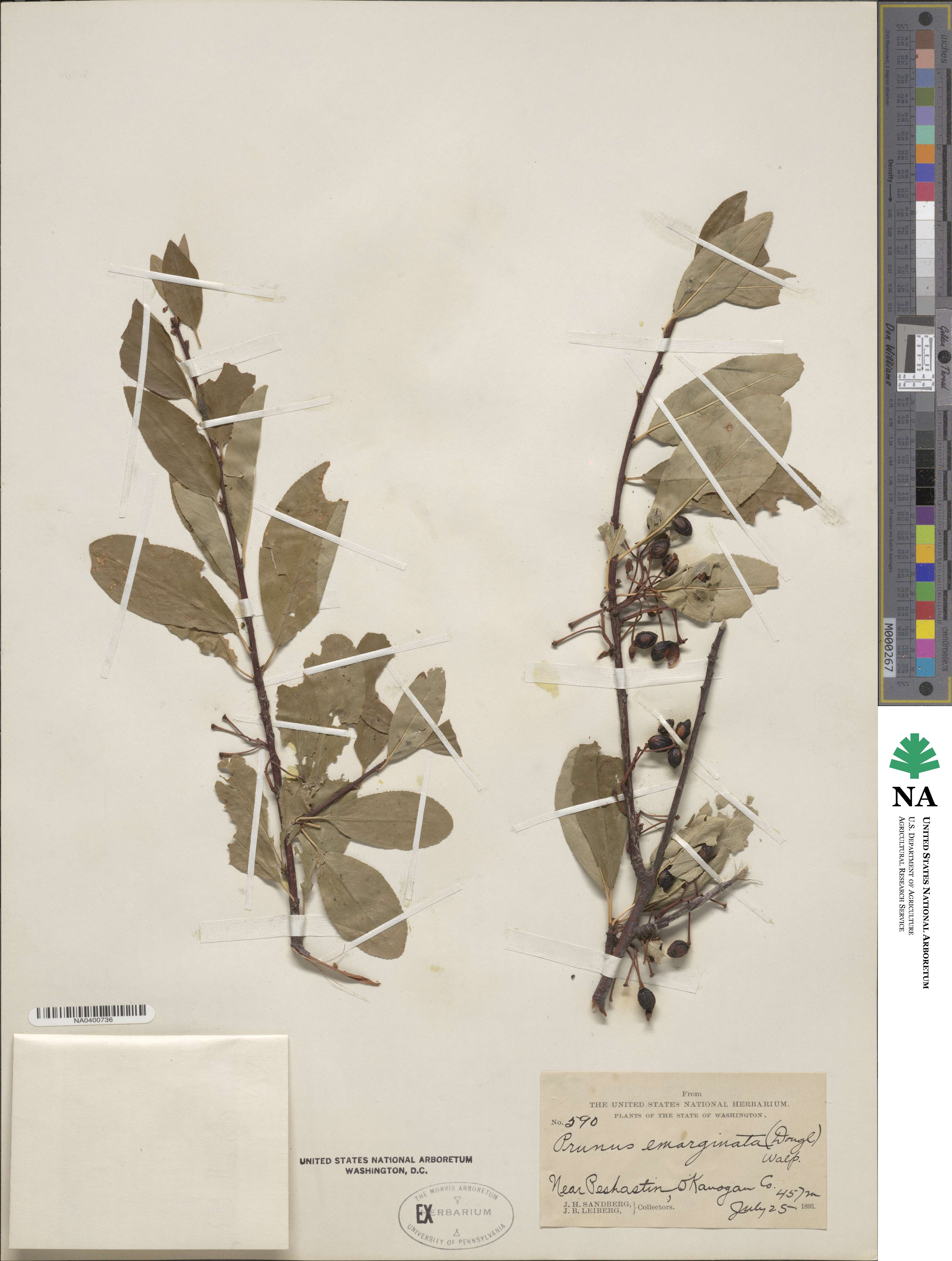 Prunus emarginata image