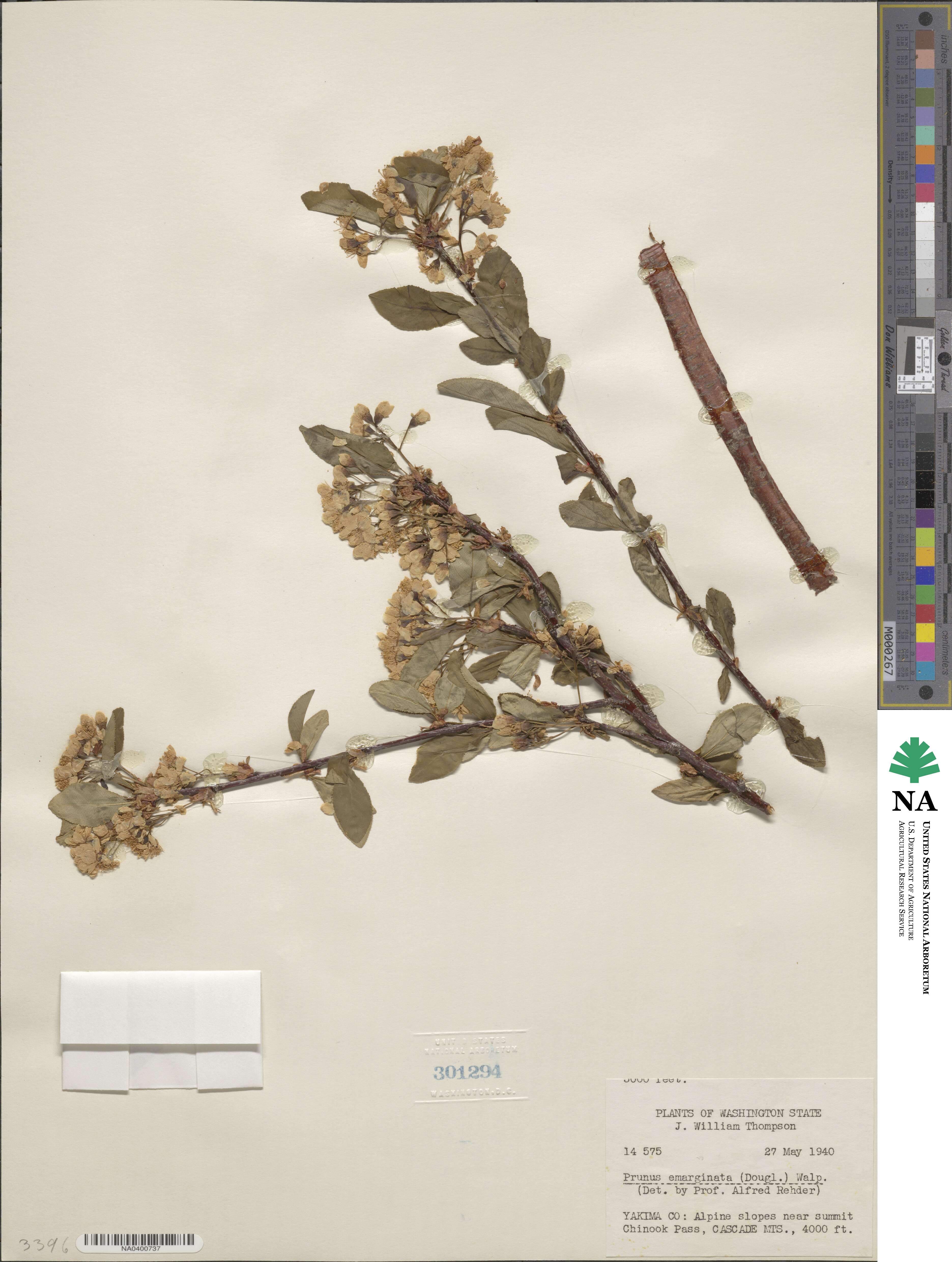 Prunus emarginata image