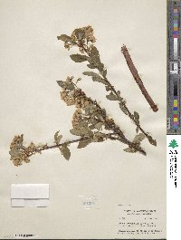 Prunus emarginata image