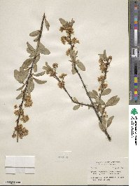 Prunus emarginata image