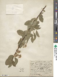 Prunus emarginata image