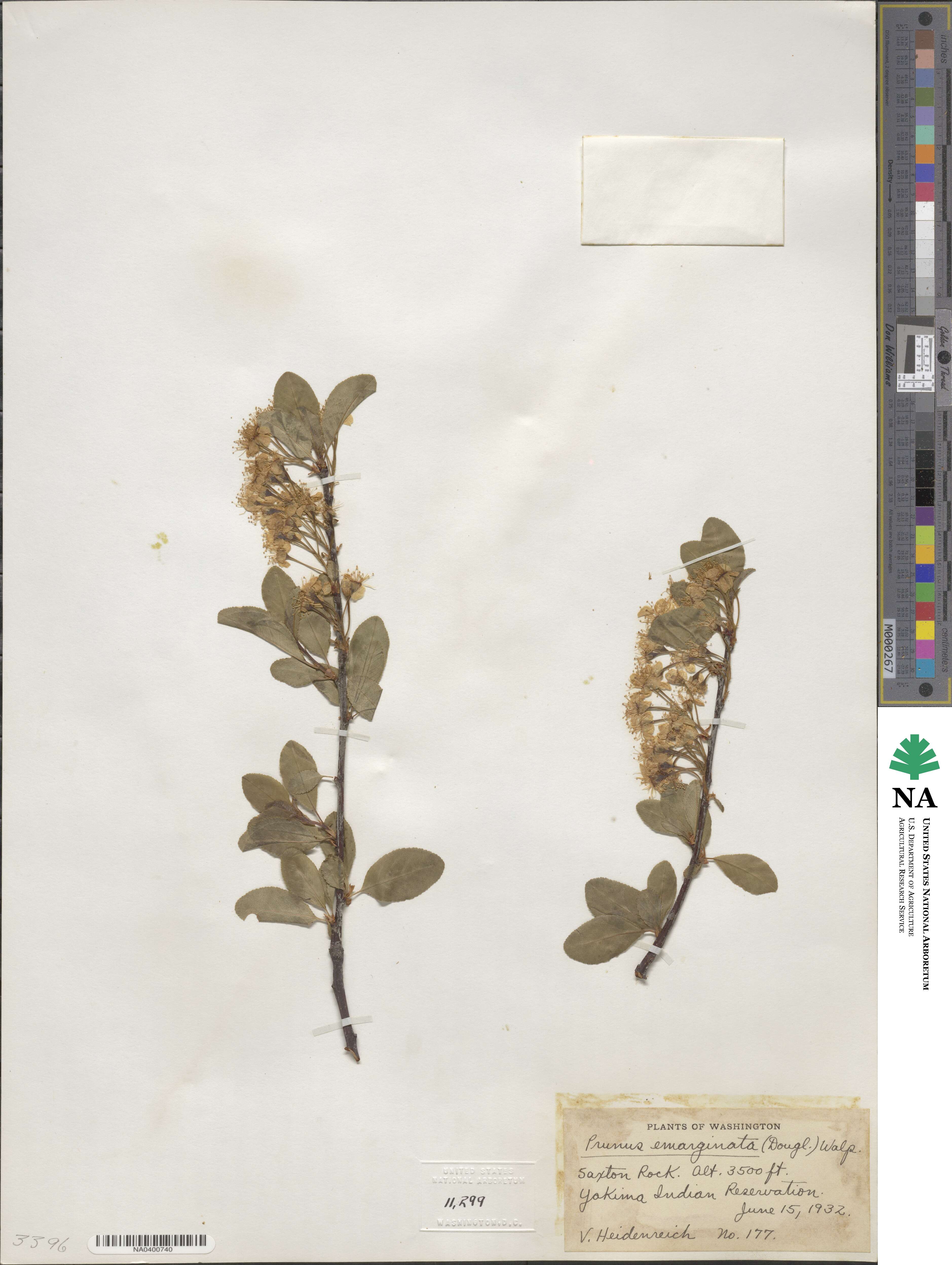 Prunus emarginata image