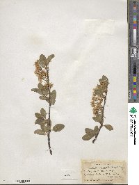 Prunus emarginata image