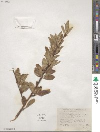 Prunus emarginata image