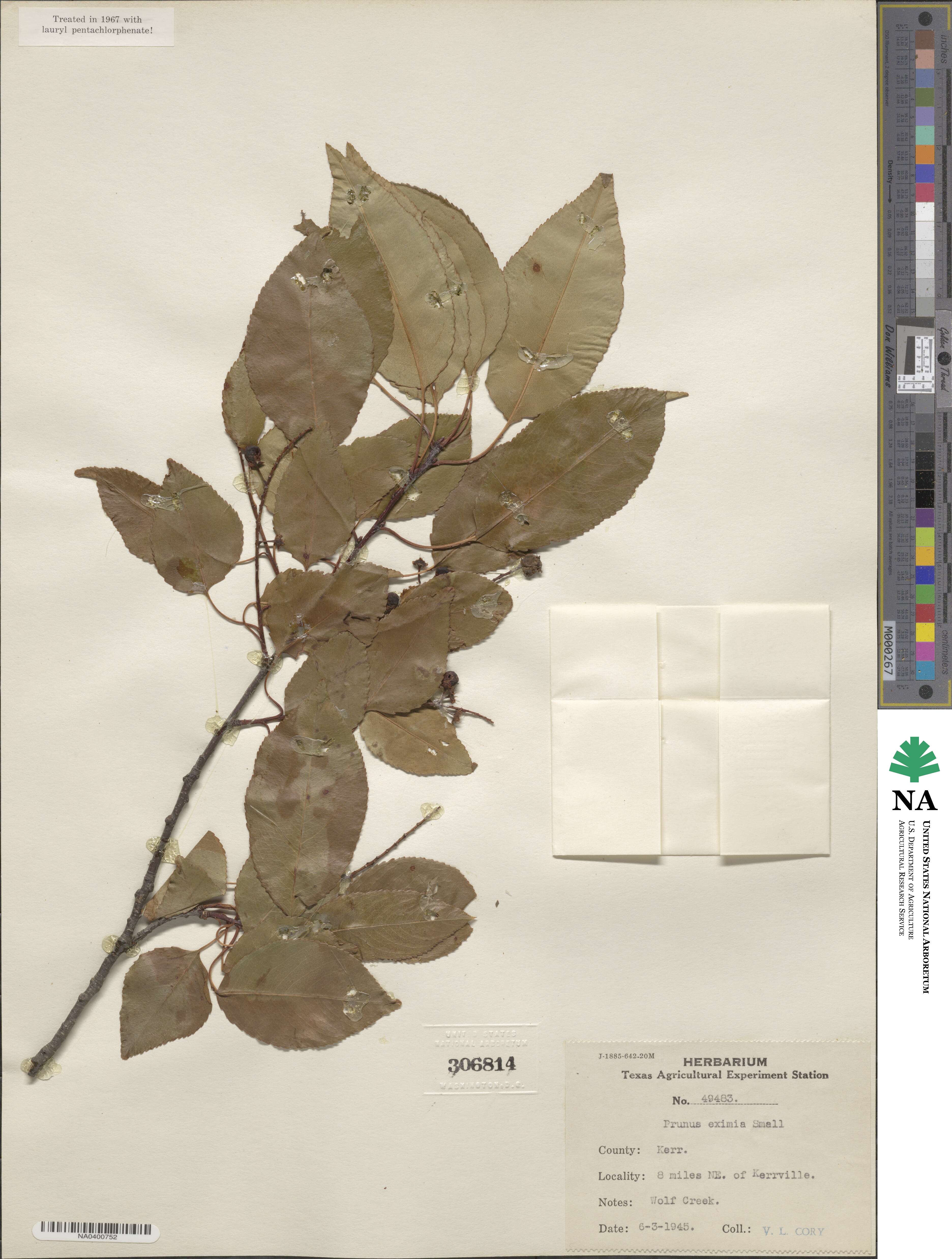 Prunus serotina var. eximia image
