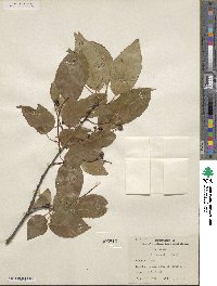 Prunus serotina var. eximia image