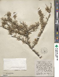 Prunus fasciculata image