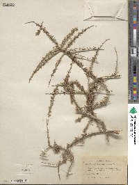 Prunus fasciculata image