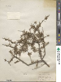 Prunus fasciculata image