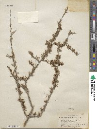 Prunus fasciculata image