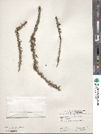 Prunus fasciculata image