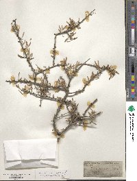 Prunus fasciculata image