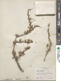 Prunus fasciculata image