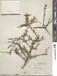 Prunus fasciculata image