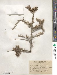 Prunus fasciculata image