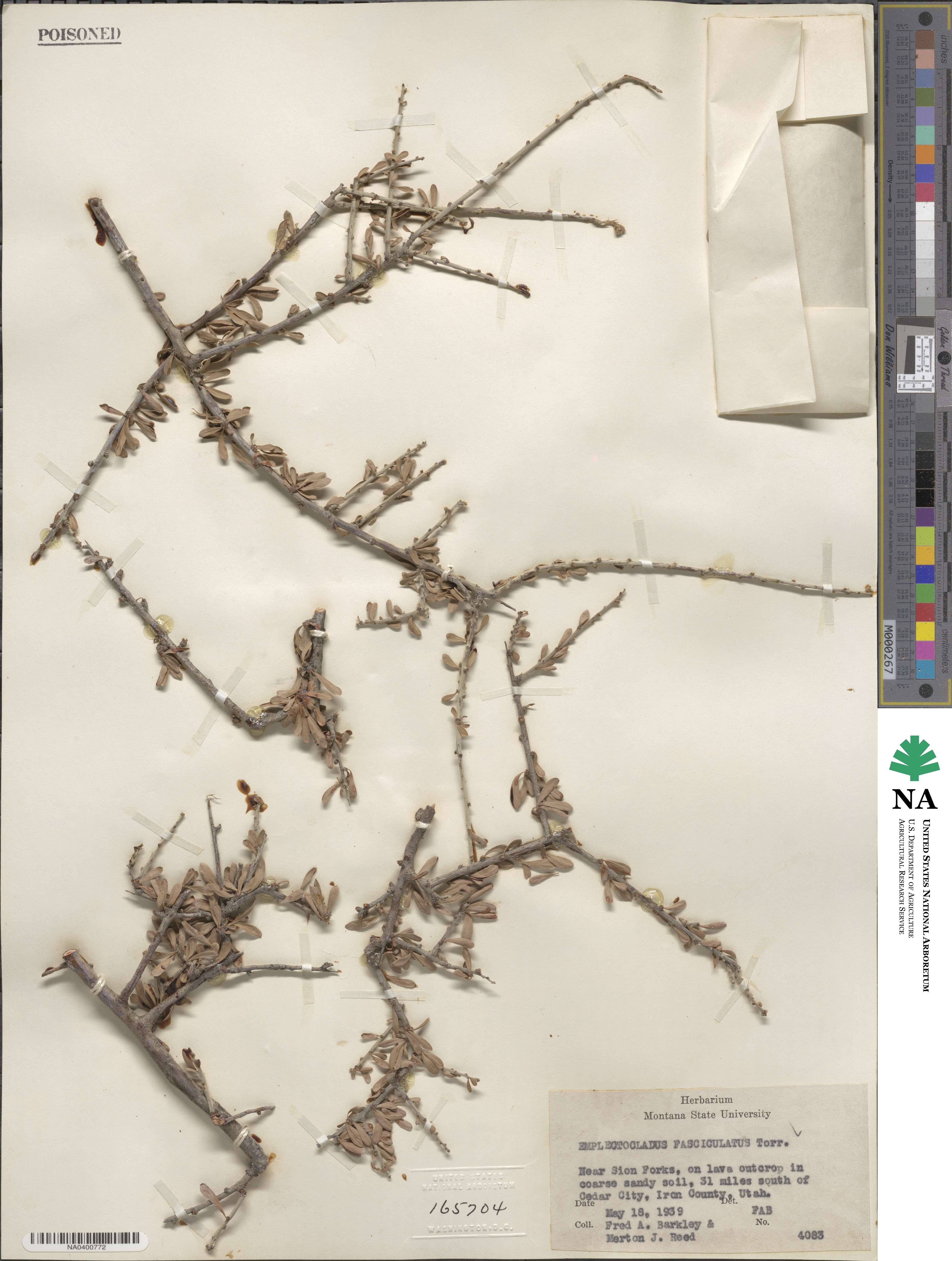 Prunus fasciculata image