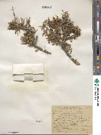 Prunus fasciculata image