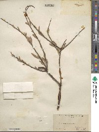 Prunus fasciculata image