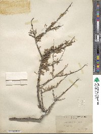 Prunus fasciculata image