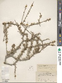 Prunus fasciculata image