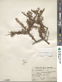 Prunus fasciculata image