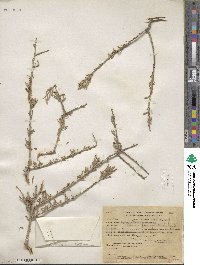 Prunus fasciculata image