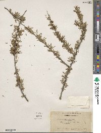 Prunus fasciculata image