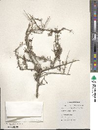 Prunus fasciculata image