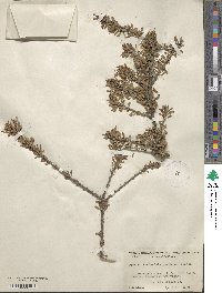 Prunus fasciculata image