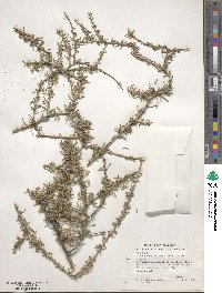 Prunus fasciculata image