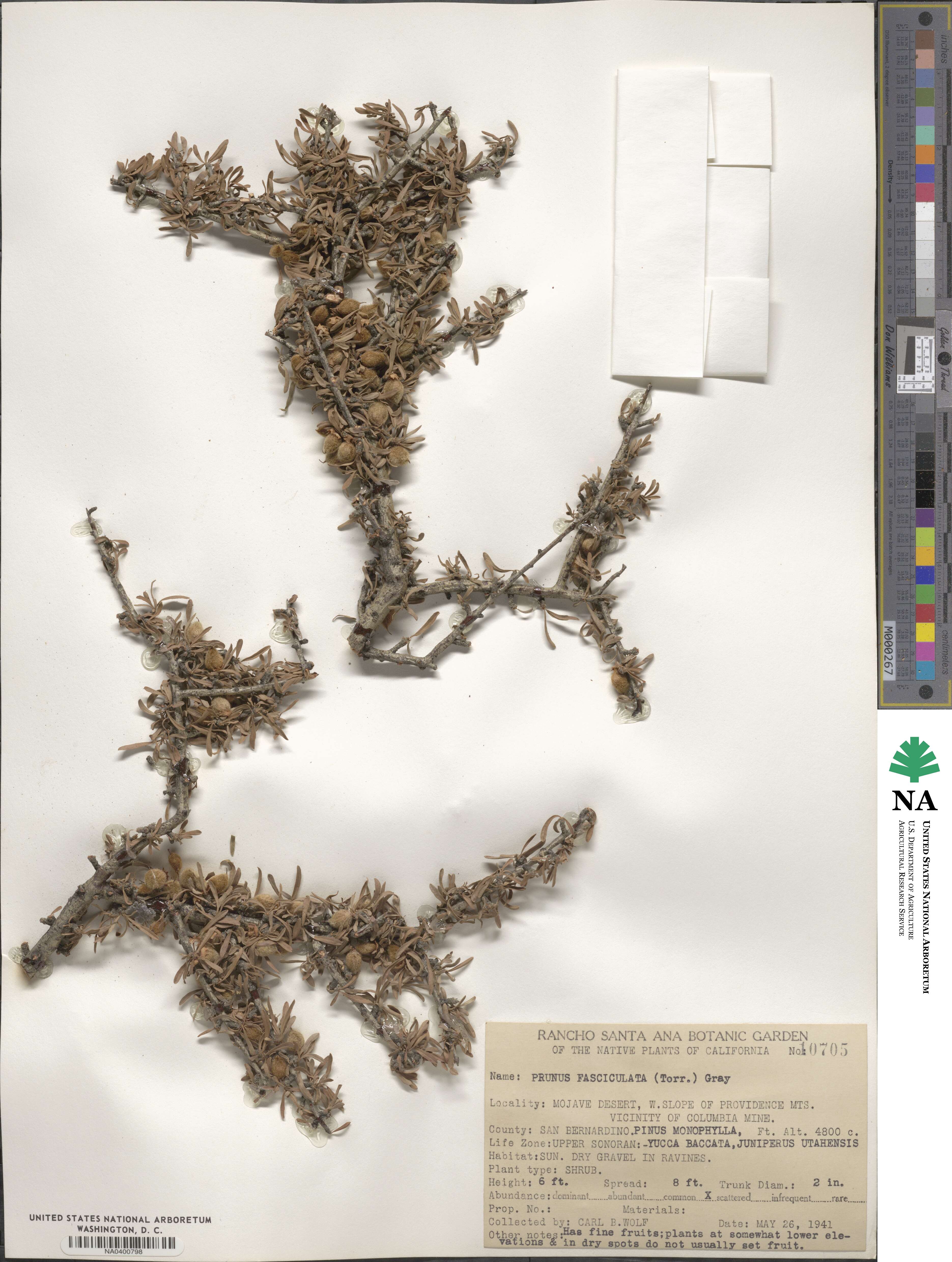 Prunus fasciculata image