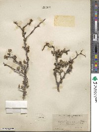 Prunus fremontii image