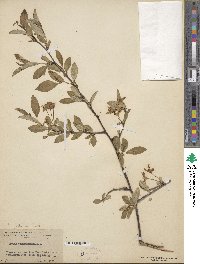 Prunus fruticosa image