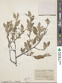 Prunus fruticosa image