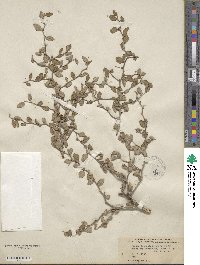 Prunus glandulosa image