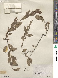 Prunus gracilis image