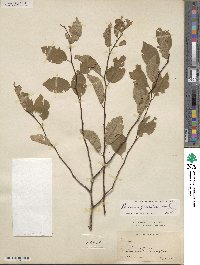 Prunus gracilis image