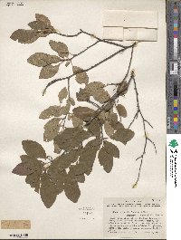 Prunus gracilis image