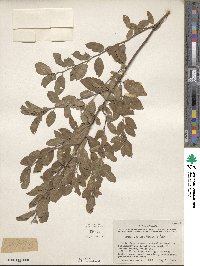 Prunus gracilis image