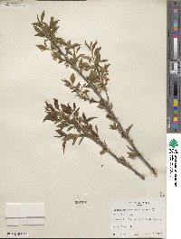 Prunus gracilis image